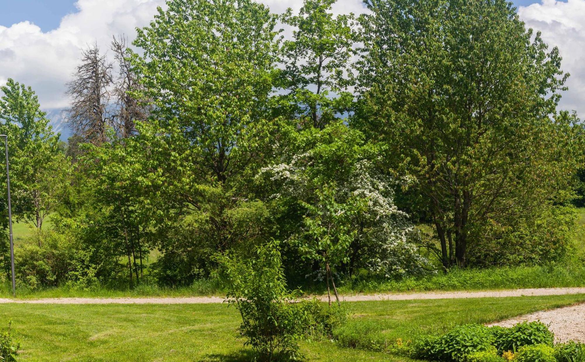 The Nest Apartment Bled Centre Экстерьер фото